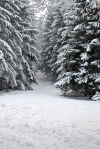 Snow covered trees in winter