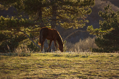 The horse is grazing the forest. golden autumn landscape with a pet. 