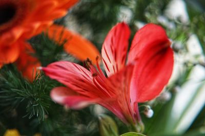 Close-up of red flowering plant
