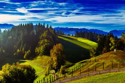 Scenic view of trees on field against sky