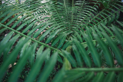 Full frame shot of palm tree