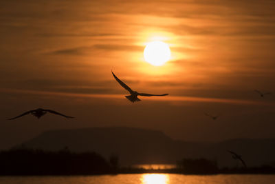 Silhouette birds flying over lake against sky during sunset