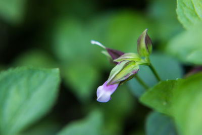 Close-up of flowering plant leaves