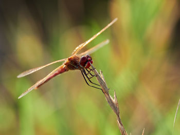 Close-up of dragonfly on plant