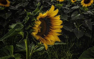 sunflower