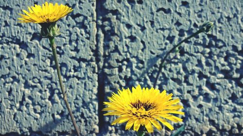 Close-up of sunflower blooming outdoors