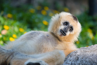 Close-up portrait of a monkey