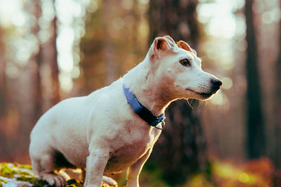 Portrait dog jack russell terrier in the autumn forest