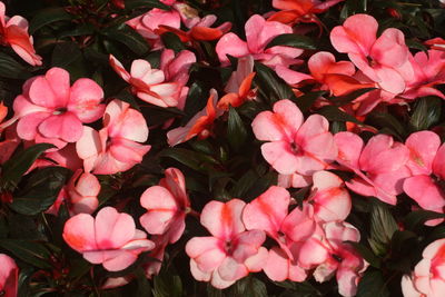 Close-up of pink flowering plants