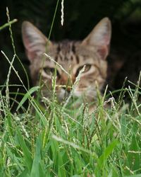 Close-up of squirrel on grassy field