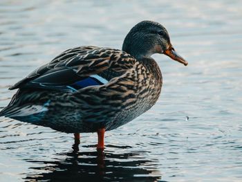 Close-up of a duck