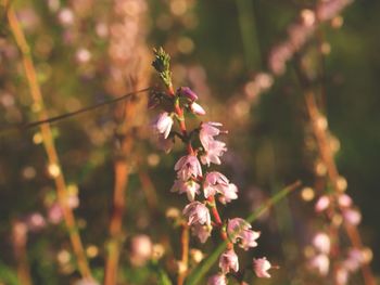 Close-up of pink flowering plant