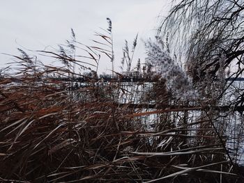 Low angle view of bare trees against sky