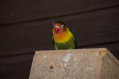 Close-up of bird perching on wood
