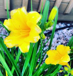 Close-up of yellow flower