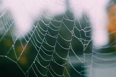 Close-up of spider web