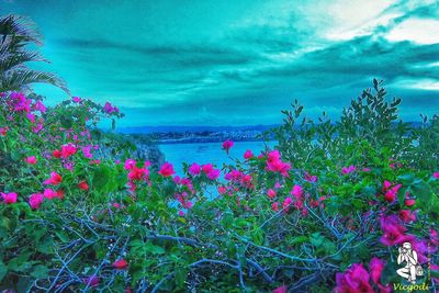 Pink flowers blooming on tree