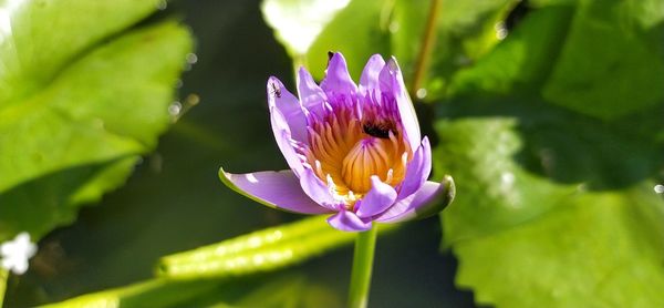 Close-up of purple water lily