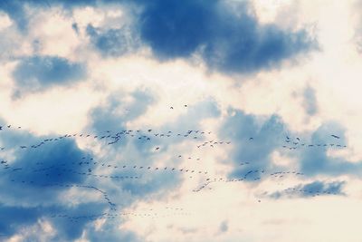 Low angle view of birds flying in sky