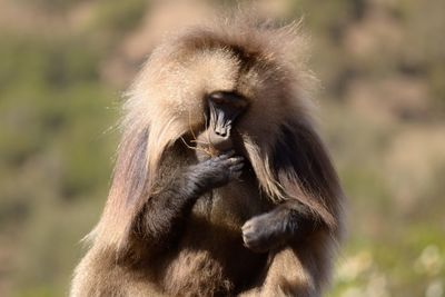 Close-up of gorilla