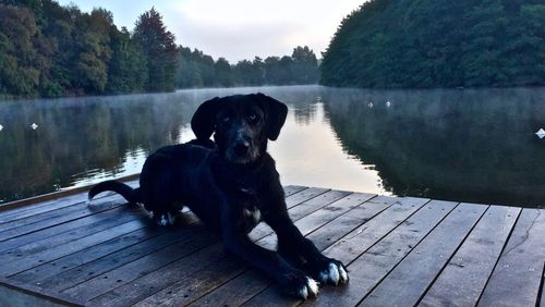 Dog sitting on pier over lake against mountains