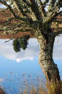 Close-up of tree against sky