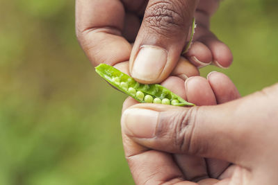 Cropped image of hand holding plant