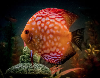 Close-up of fish in aquarium