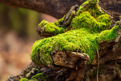 Close-up of moss covered tree trunk