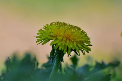 Close-up of yellow flowering plant