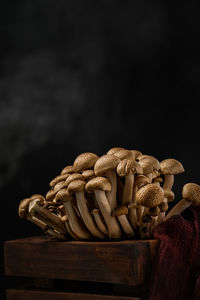 Close-up of shimeji mushroom