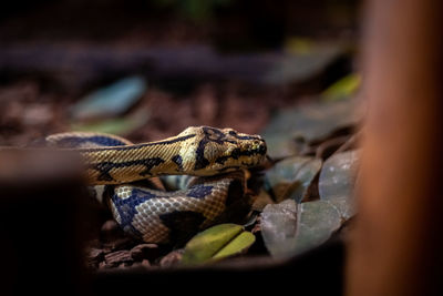 Close-up of a lizard