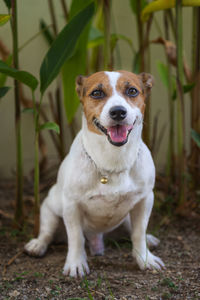 Portrait of dog sticking out tongue on land