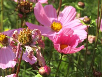 Close-up of pink flowering plants