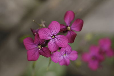 Close-up of pink flowering plant