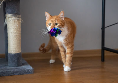 cat