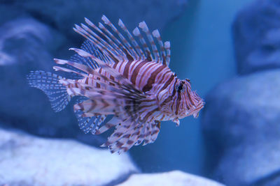 Colorfull sea fish under water