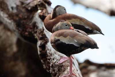 Black-bellied whistling-ducks sleeping in on tree limb