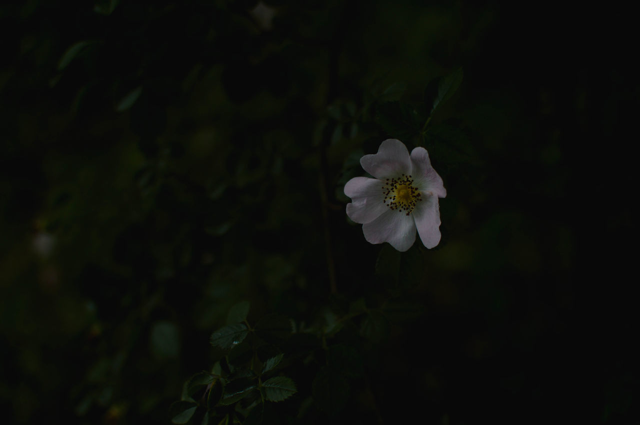 plant, flowering plant, flower, freshness, beauty in nature, green, fragility, petal, growth, nature, close-up, flower head, inflorescence, macro photography, white, sunlight, no people, blossom, focus on foreground, leaf, outdoors, darkness, yellow, springtime, botany