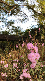 Close-up of pink flowering plant