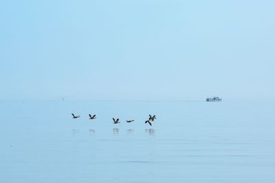 Birds flying over sea against clear sky