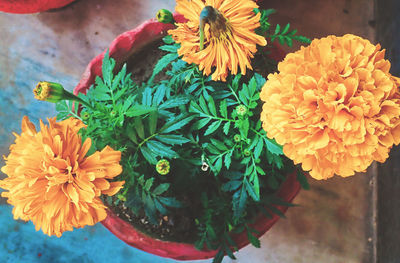 flowering plant