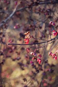 Close-up of cherry blossoms on branch