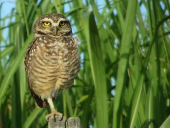 Close-up of owl