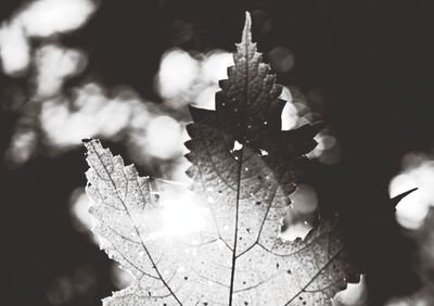 Low angle view of leaves against sky