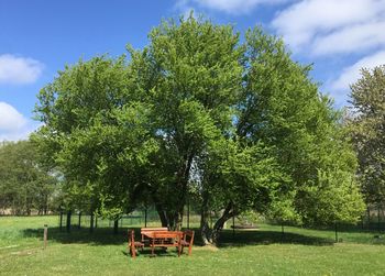 Trees in park against sky