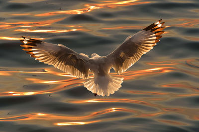 Close-up of swan flying over lake