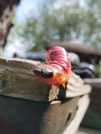 Close-up of ladybug on wood