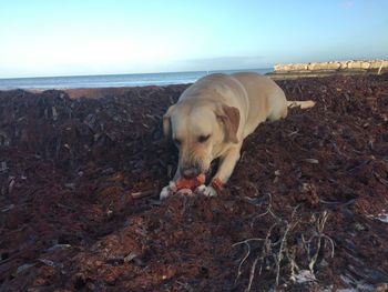 Dog on the beach