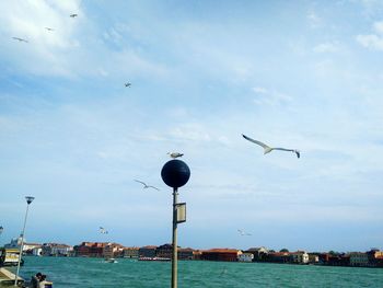 View of birds against sky